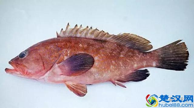 我长得这么丑，你认识我吗？常见石斑鱼图谱