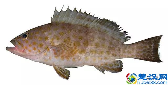 我长得这么丑，你认识我吗？常见石斑鱼图谱