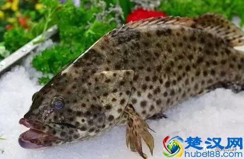 我长得这么丑，你认识我吗？常见石斑鱼图谱