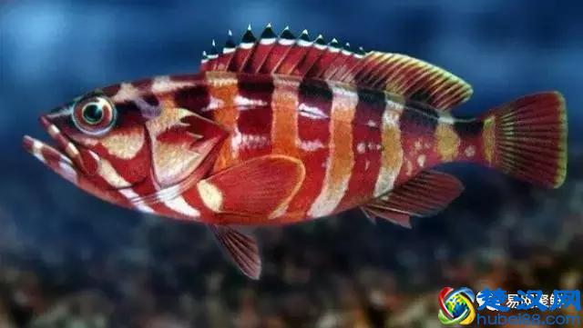 我长得这么丑，你认识我吗？常见石斑鱼图谱