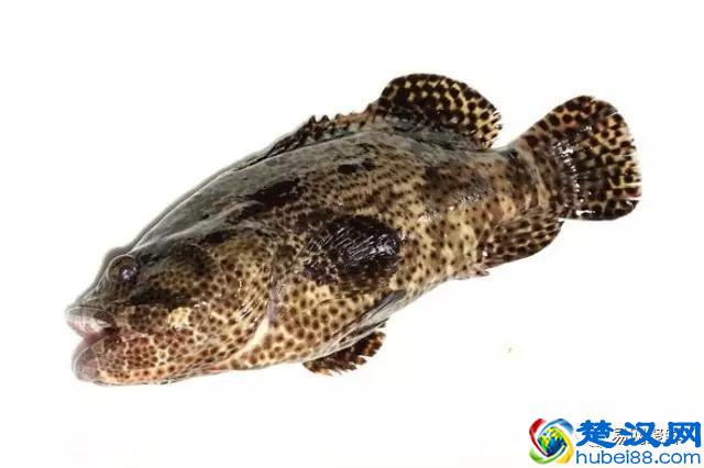 我长得这么丑，你认识我吗？常见石斑鱼图谱