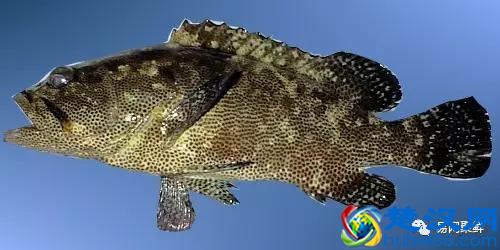 我长得这么丑，你认识我吗？常见石斑鱼图谱