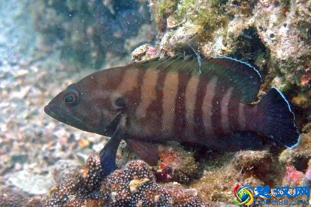 我长得这么丑，你认识我吗？常见石斑鱼图谱