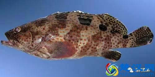 我长得这么丑，你认识我吗？常见石斑鱼图谱