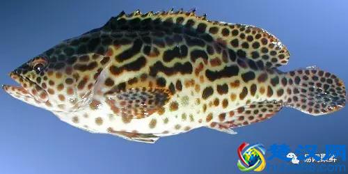 我长得这么丑，你认识我吗？常见石斑鱼图谱