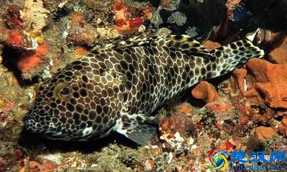 我长得这么丑，你认识我吗？常见石斑鱼图谱