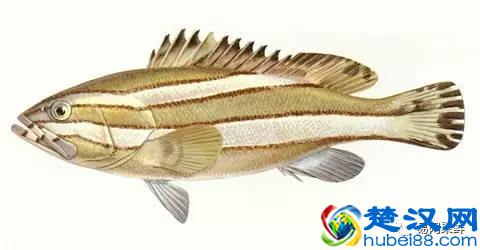 我长得这么丑，你认识我吗？常见石斑鱼图谱