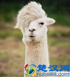 科普：网络神兽“草泥马”是什么动物？