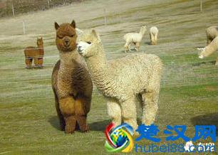 科普：网络神兽“草泥马”是什么动物？