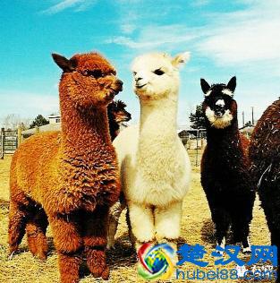 科普：网络神兽“草泥马”是什么动物？