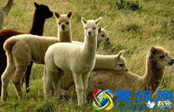 科普：网络神兽“草泥马”是什么动物？