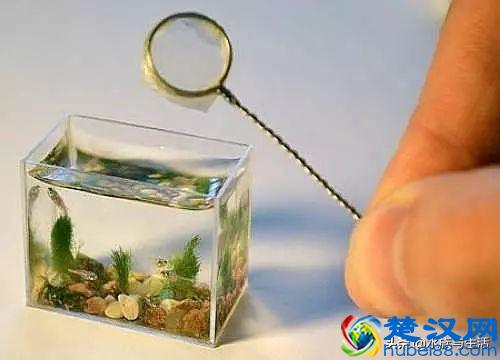 把小丑鱼尼莫带回家到底要花多少钱？