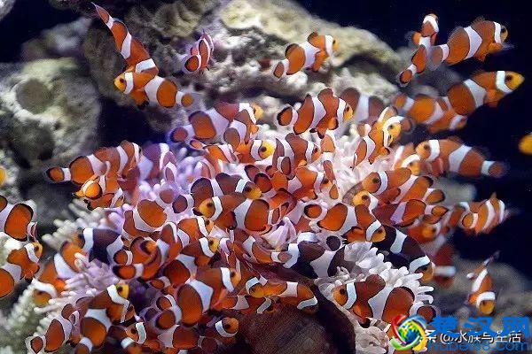 把小丑鱼尼莫带回家到底要花多少钱？