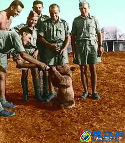 童年接触二战：二战波兰军队的棕熊佛伊泰克