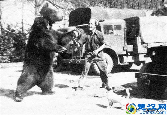 童年接触二战：二战波兰军队的棕熊佛伊泰克