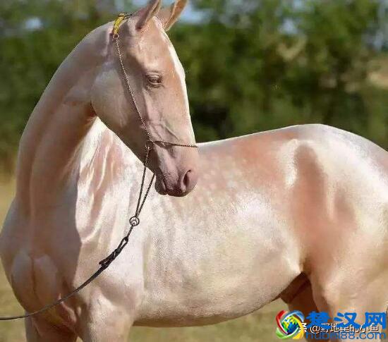 汗血宝马一匹最高几千万