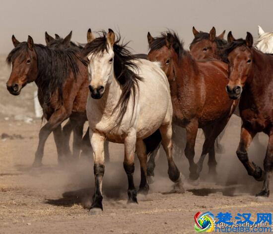 汗血宝马一匹最高几千万