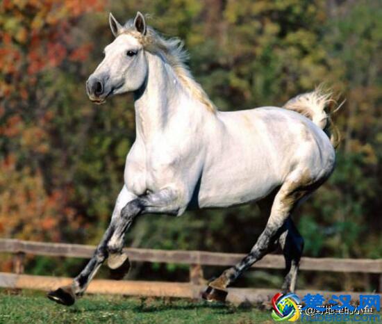 汗血宝马一匹最高几千万