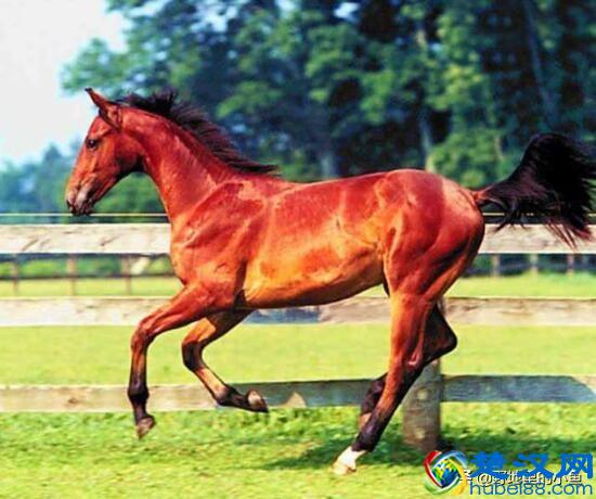 汗血宝马一匹最高几千万