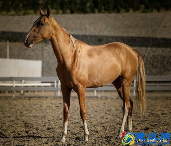 汗血宝马一匹最高几千万