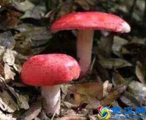 去广西必带十大特产