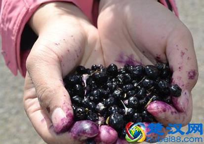 天然补镍食品黑枸杞 黑枸杞的功效作用