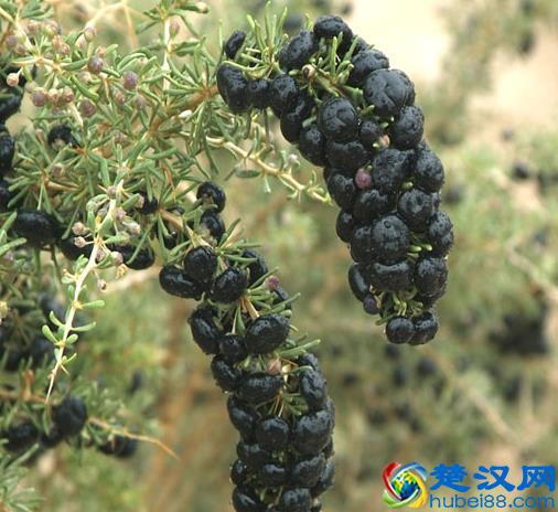 天然补镍食品黑枸杞 黑枸杞的功效作用