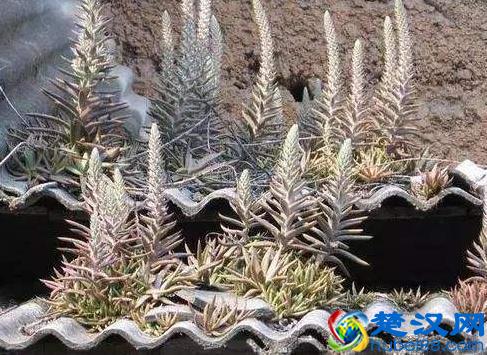 瓦房上有“1种野草”，小时候叫它“房神”，见到要保护，不多见