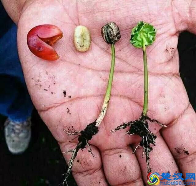 专业咖啡师培训｜图文详解咖啡果加工过程，风味特点及烘焙变化