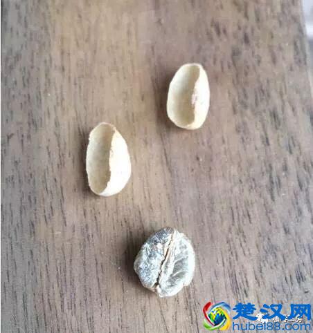 专业咖啡师培训｜图文详解咖啡果加工过程，风味特点及烘焙变化