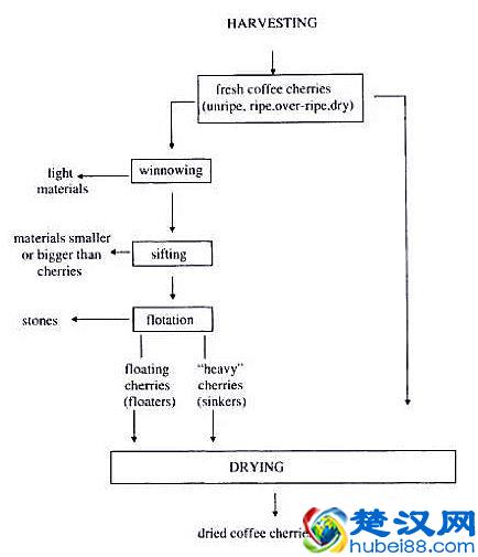 专业咖啡师培训｜图文详解咖啡果加工过程，风味特点及烘焙变化