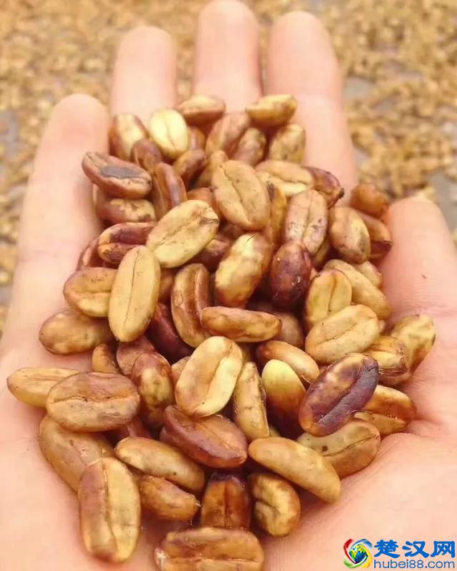 专业咖啡师培训｜图文详解咖啡果加工过程，风味特点及烘焙变化