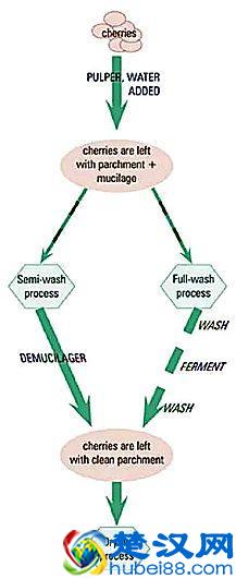 专业咖啡师培训｜图文详解咖啡果加工过程，风味特点及烘焙变化