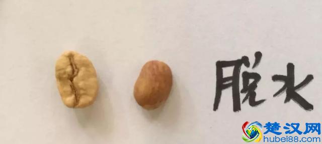 专业咖啡师培训｜图文详解咖啡果加工过程，风味特点及烘焙变化