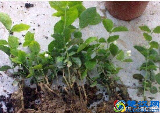 栽种茉莉花，做到这一点，服盆快，开花多，花期长！