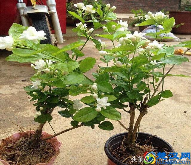 栽种茉莉花，做到这一点，服盆快，开花多，花期长！