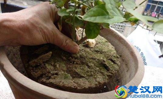 栽种茉莉花，做到这一点，服盆快，开花多，花期长！