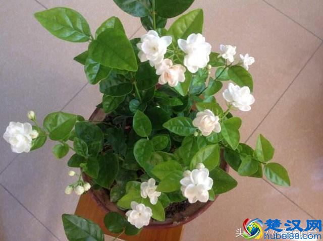 栽种茉莉花，做到这一点，服盆快，开花多，花期长！