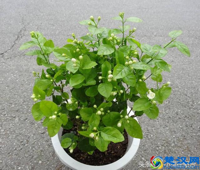 栽种茉莉花，做到这一点，服盆快，开花多，花期长！