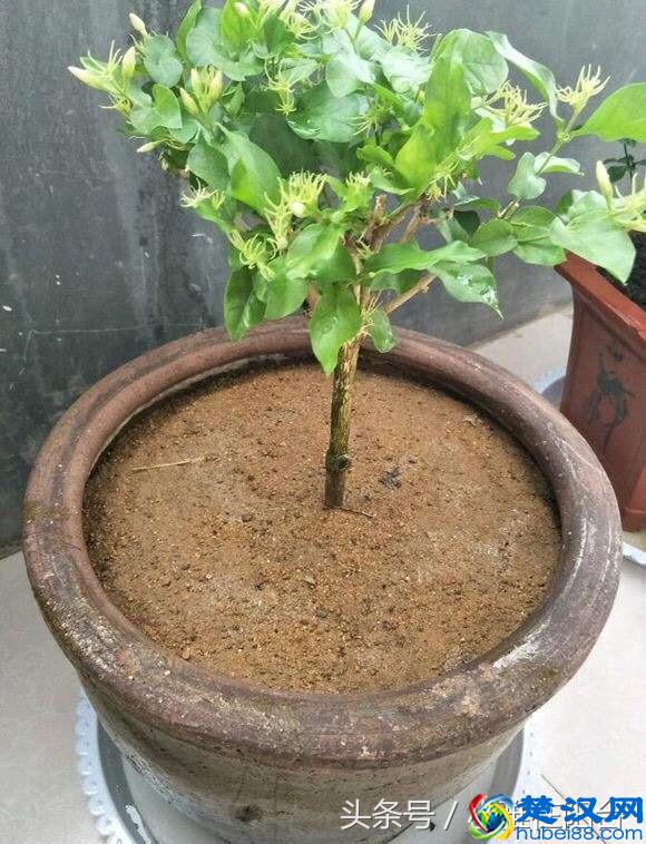 栽种茉莉花，做到这一点，服盆快，开花多，花期长！
