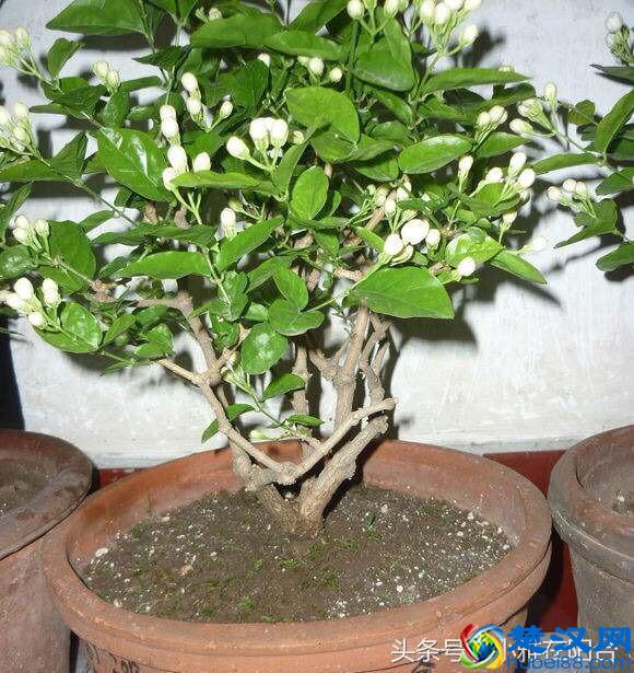 栽种茉莉花，做到这一点，服盆快，开花多，花期长！