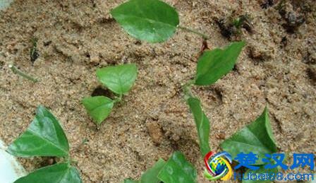 栽种茉莉花，做到这一点，服盆快，开花多，花期长！