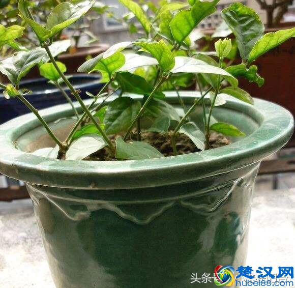 栽种茉莉花，做到这一点，服盆快，开花多，花期长！