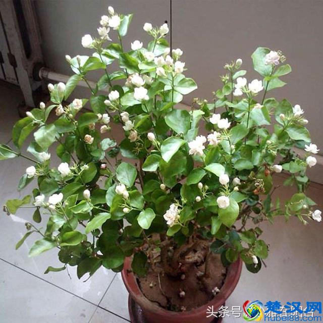 栽种茉莉花，做到这一点，服盆快，开花多，花期长！