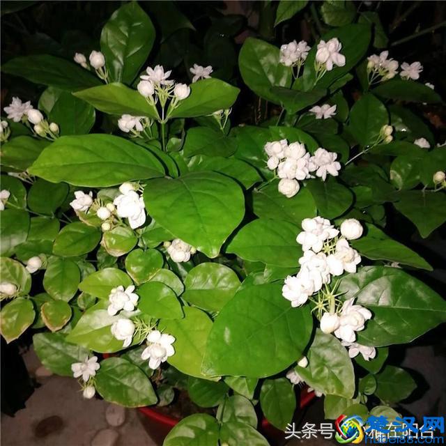 栽种茉莉花，做到这一点，服盆快，开花多，花期长！