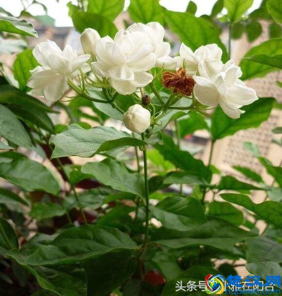 栽种茉莉花，做到这一点，服盆快，开花多，花期长！