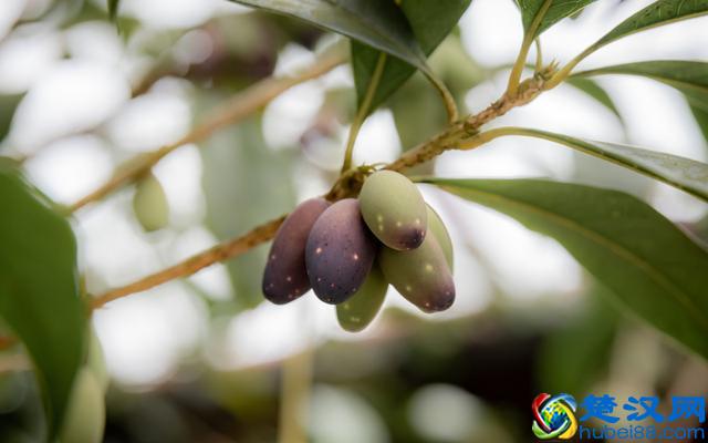 小小的桂花种子有什么用？