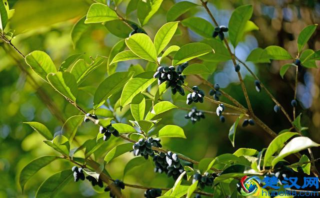 小小的桂花种子有什么用？