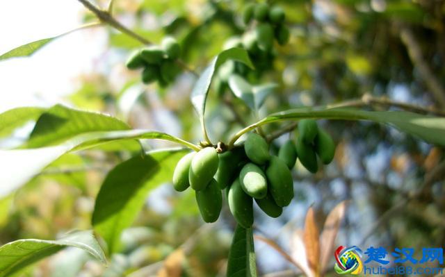 小小的桂花种子有什么用？