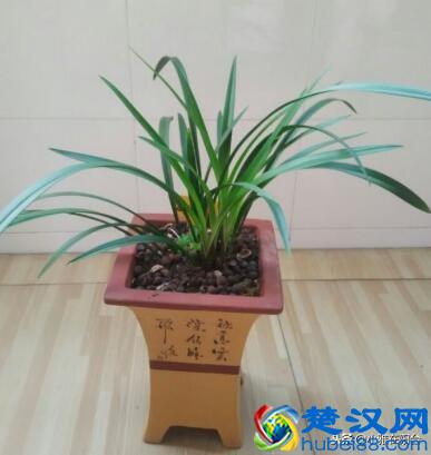 冬天养兰花，记住“6个字”，嫩叶猛窜好多，花苞开成一大串！